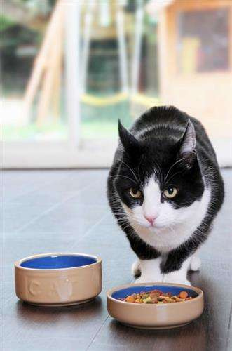 Miska dla kota 13cm  PetWare MASON CASH