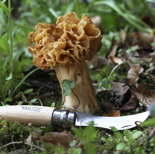 Składany nóż do grzybów N°08 ze skórzanym etui OPINEL 