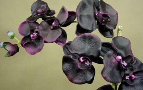 Świeca Premium Black Orchid and Lily 230g CERERIA MOLLA