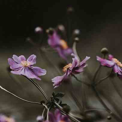 Zapas do dyfuzora 500ml Black Orchid and Lily CERERIA MOLLA