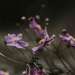 Zapas do dyfuzora 500ml Black Orchid and Lily CERERIA MOLLA